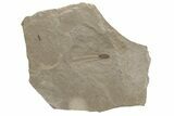 Seed Fossil - Green River Formation, Utah #237535-1
